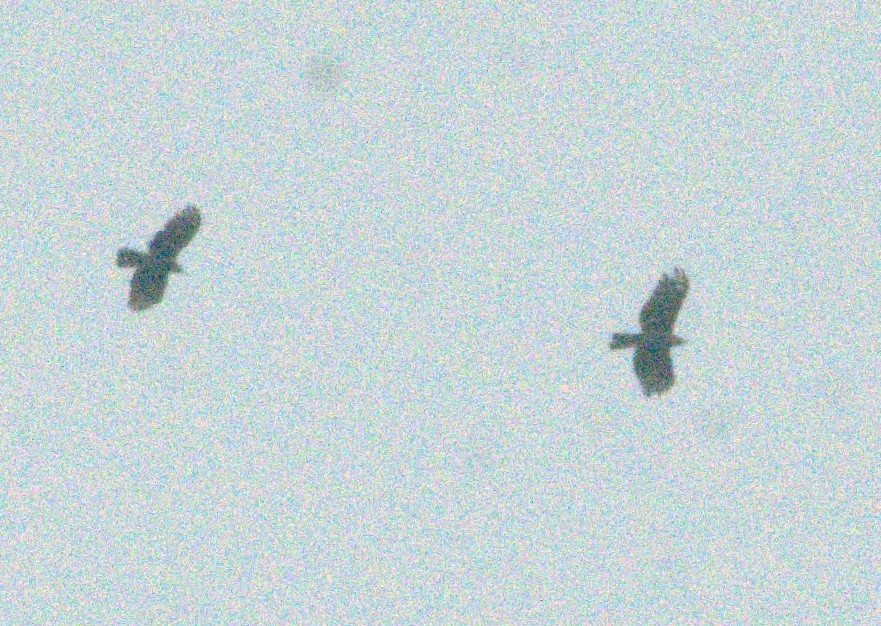Hook-billed Kite - ML643967703