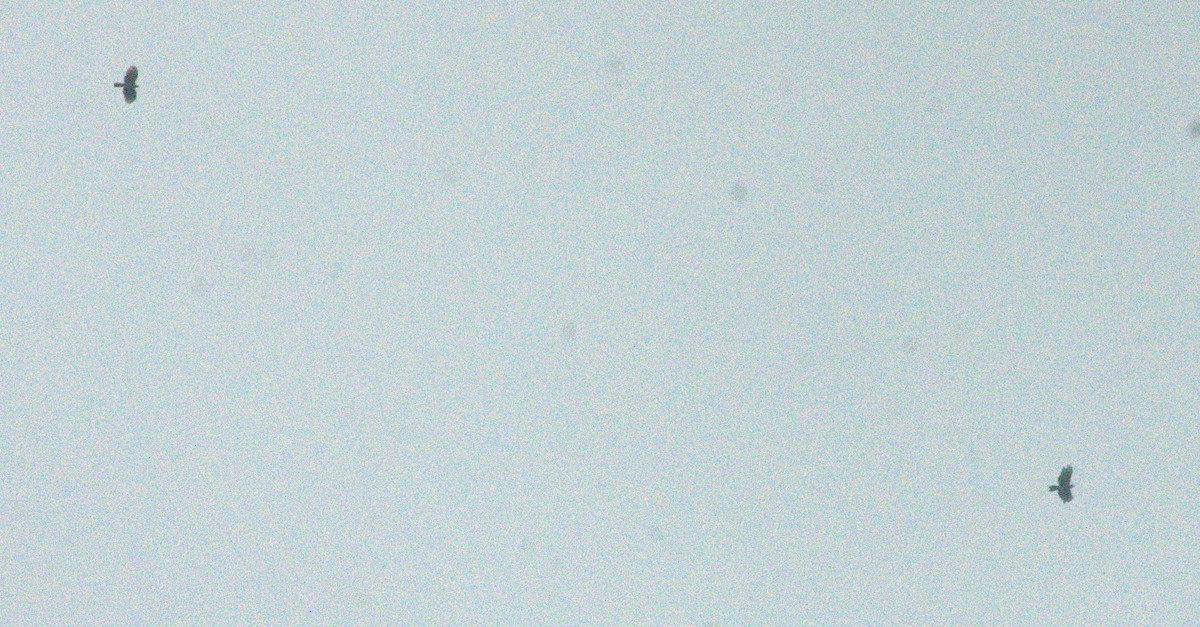Hook-billed Kite - ML643967704