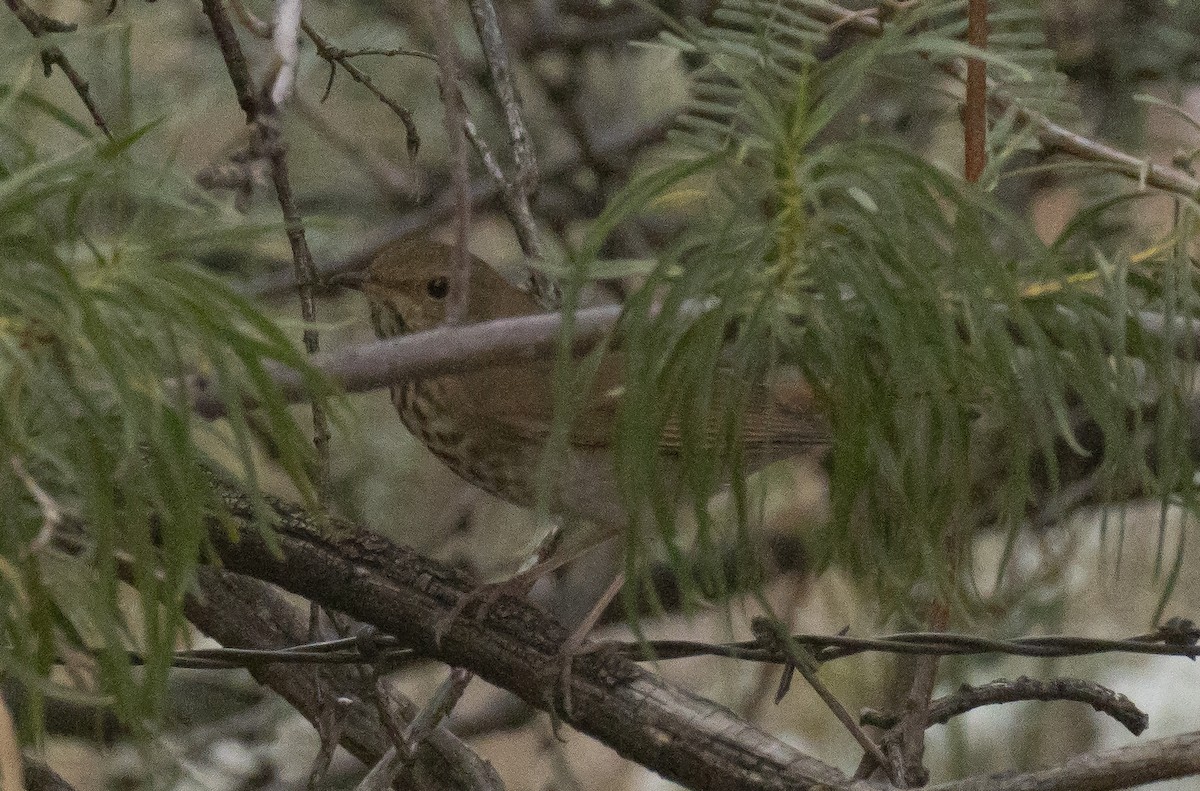 Hermit Thrush - ML643967705