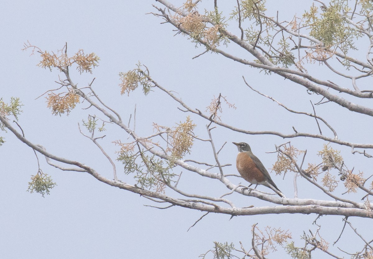 American Robin - ML643967709
