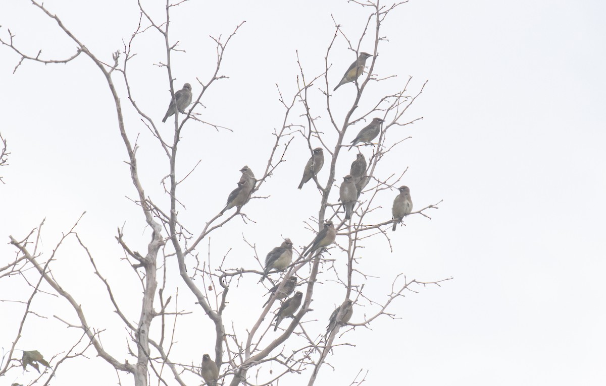 Cedar Waxwing - ML643967710