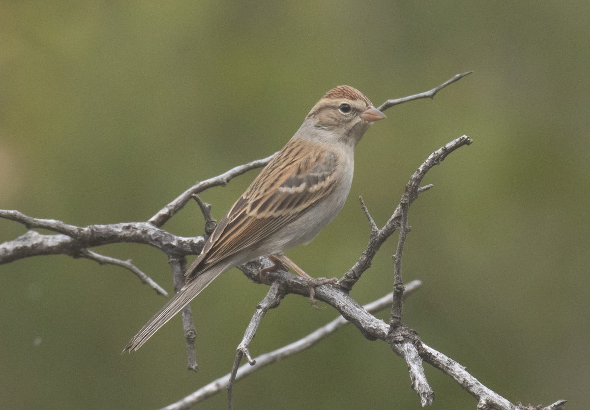 Chipping Sparrow - ML643967711