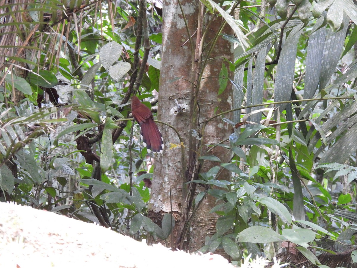 Squirrel Cuckoo - ML643967717