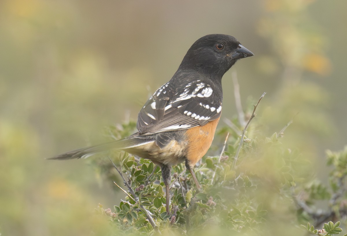 Spotted Towhee - ML643967719