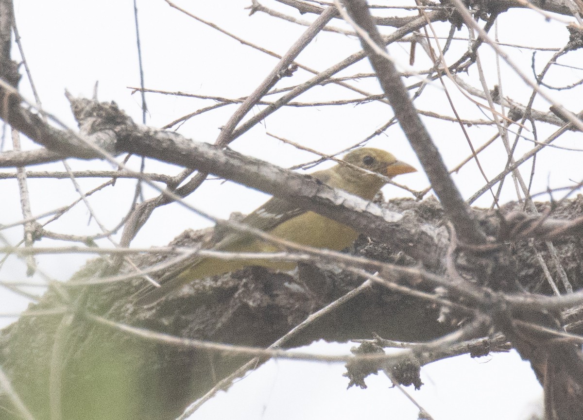 Western Tanager - ML643967723
