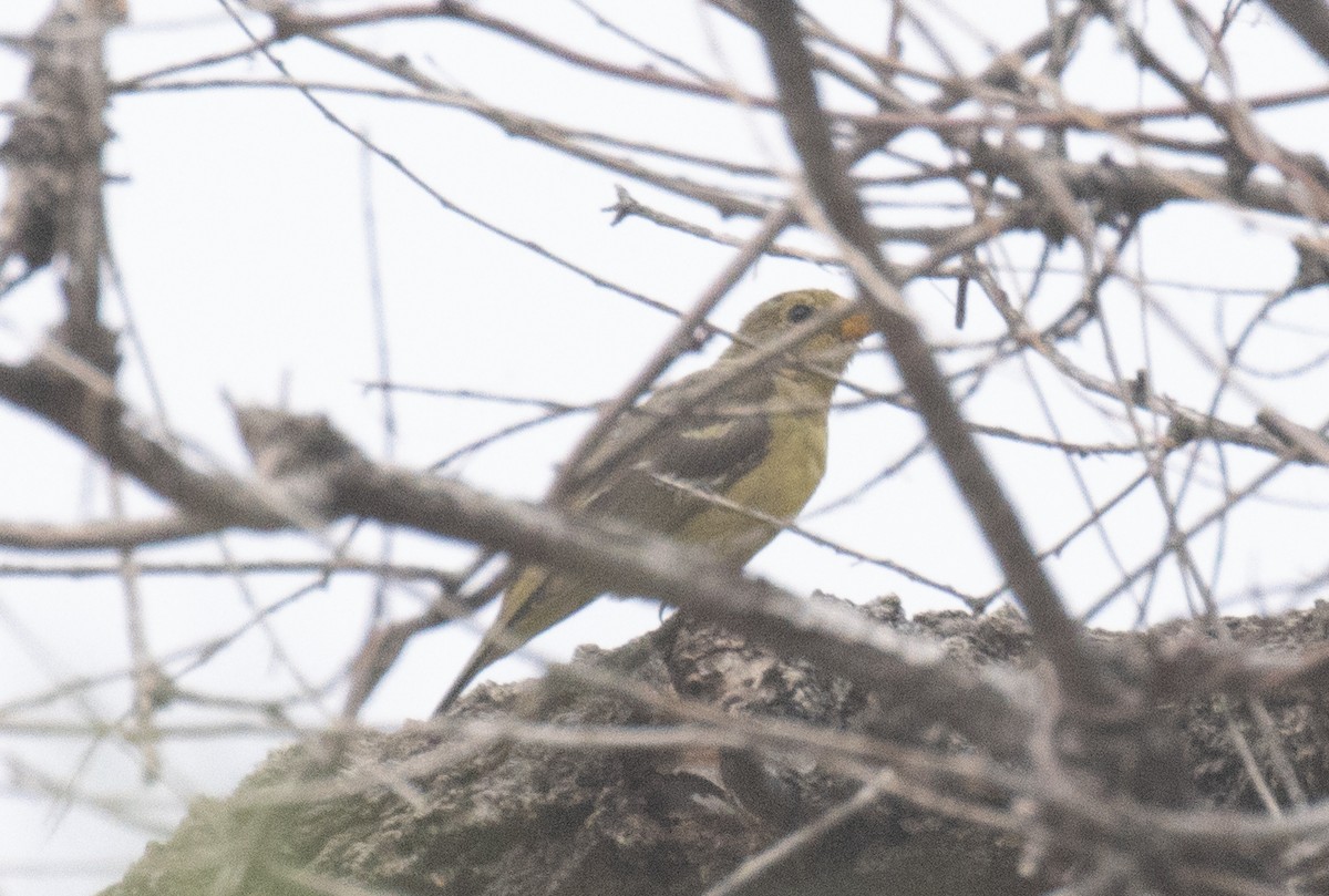 Western Tanager - ML643967724