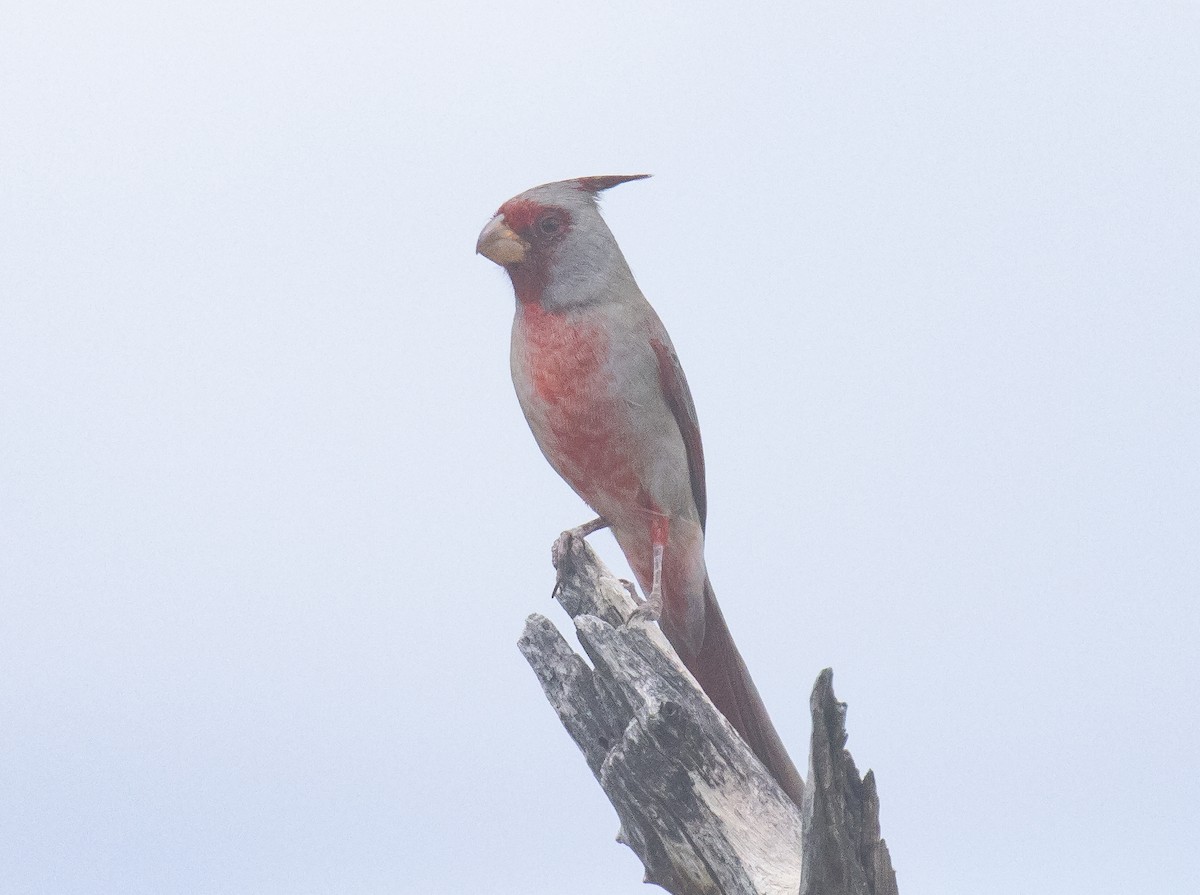 Pyrrhuloxia - ML643967725