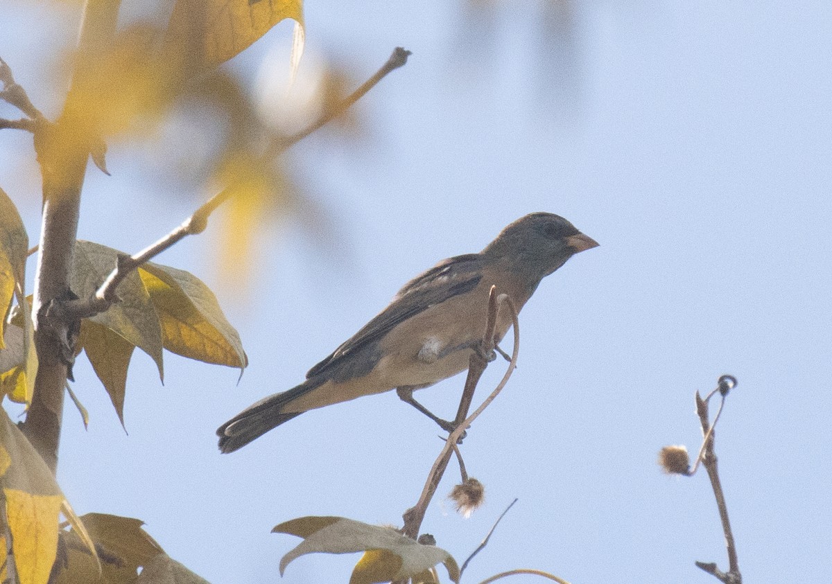 Lazuli Bunting - ML643967727