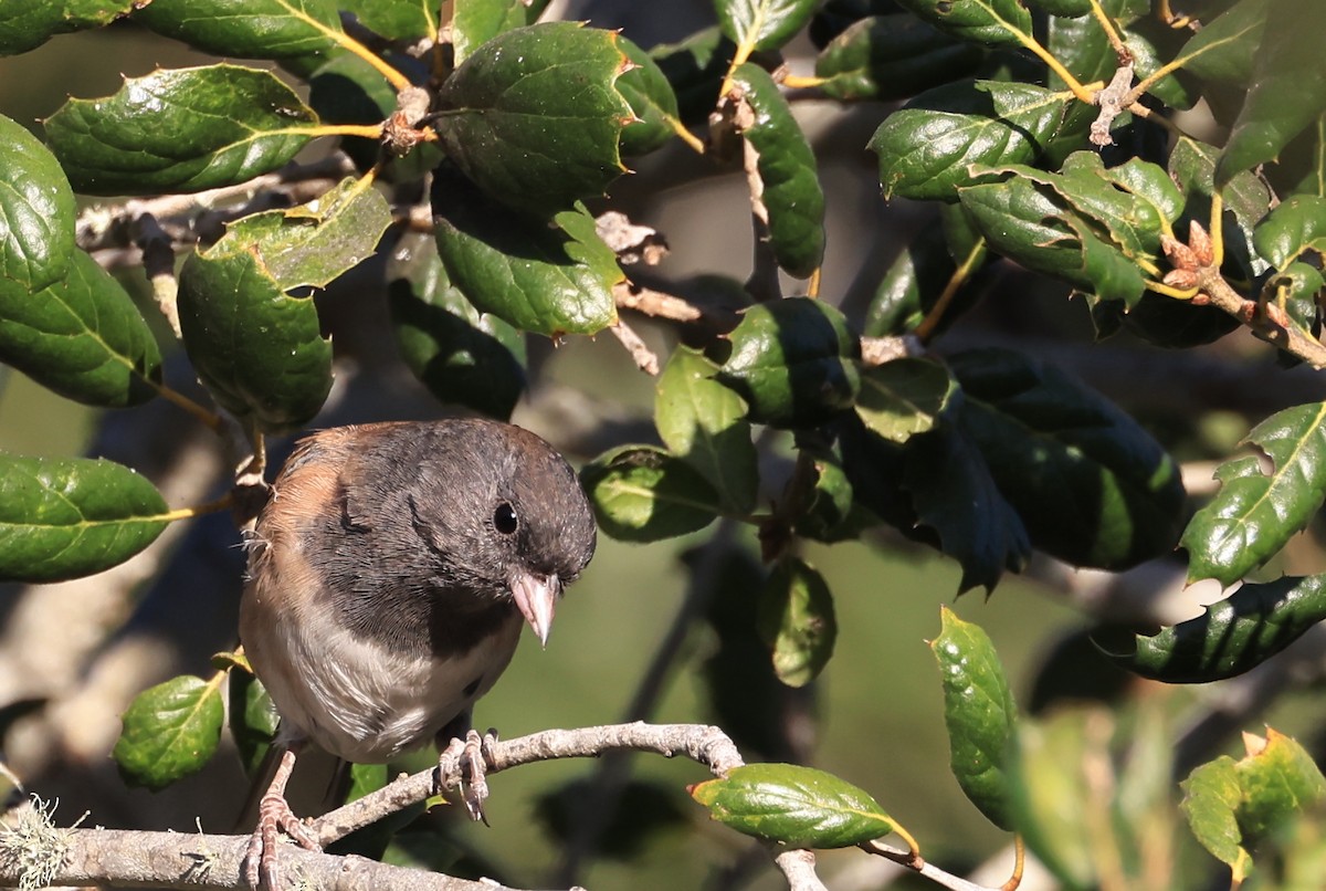 Dark-eyed Junco - ML643967729