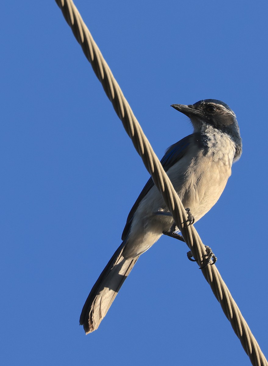 California Scrub-Jay - ML643967755