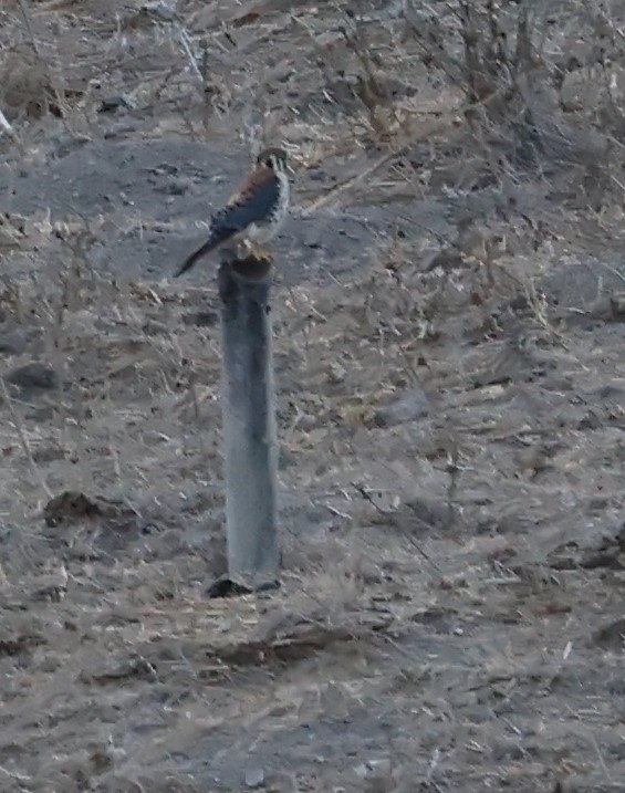 American Kestrel - ML643967763
