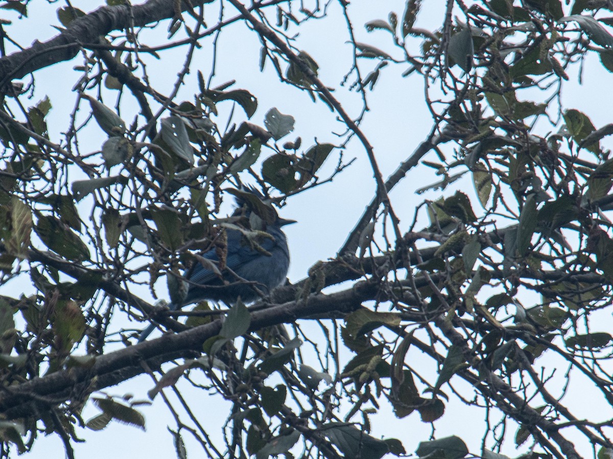 Steller's Jay - ML643967766