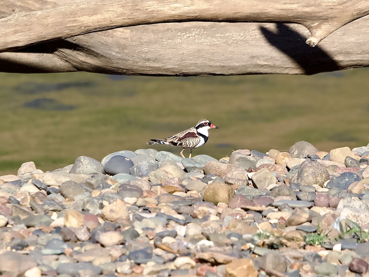 Black-fronted Dotterel - ML643967767