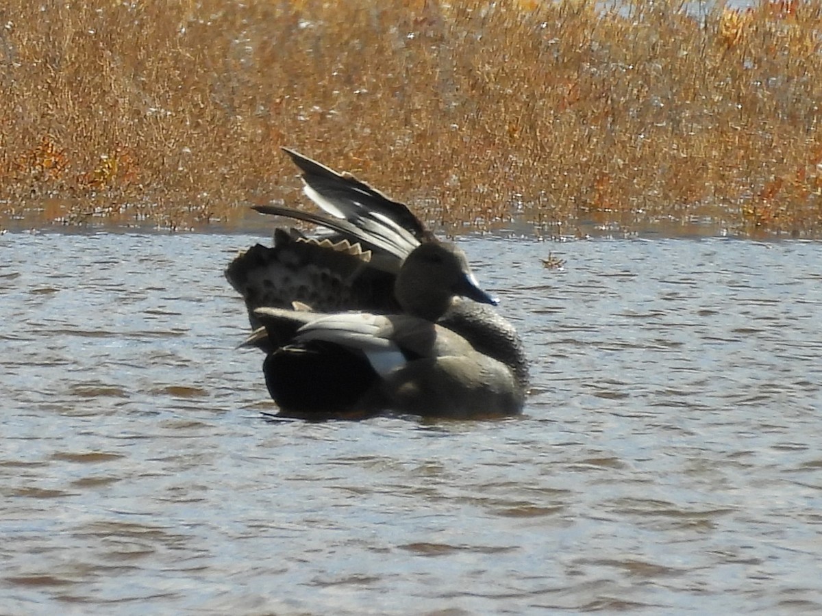 赤膀鴨 - ML643967788