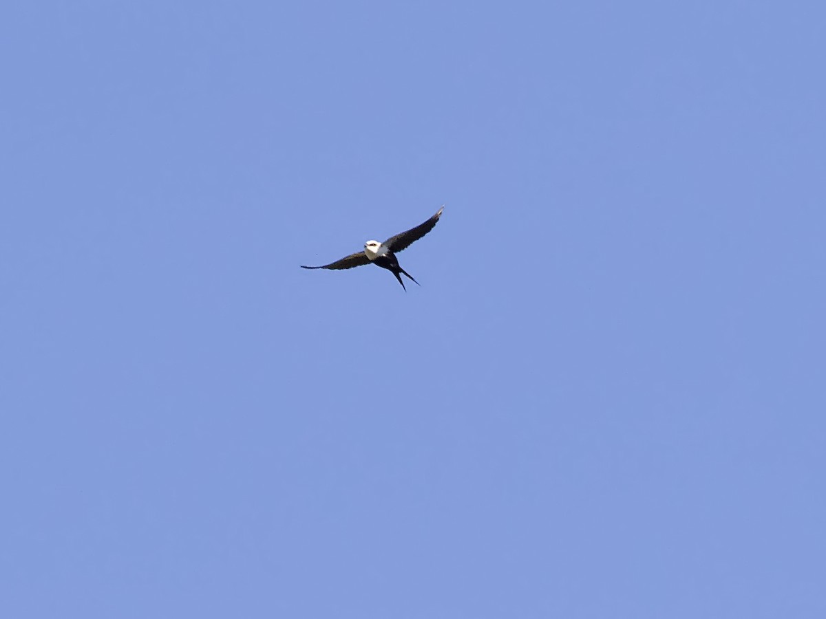 White-backed Swallow - ML643967792
