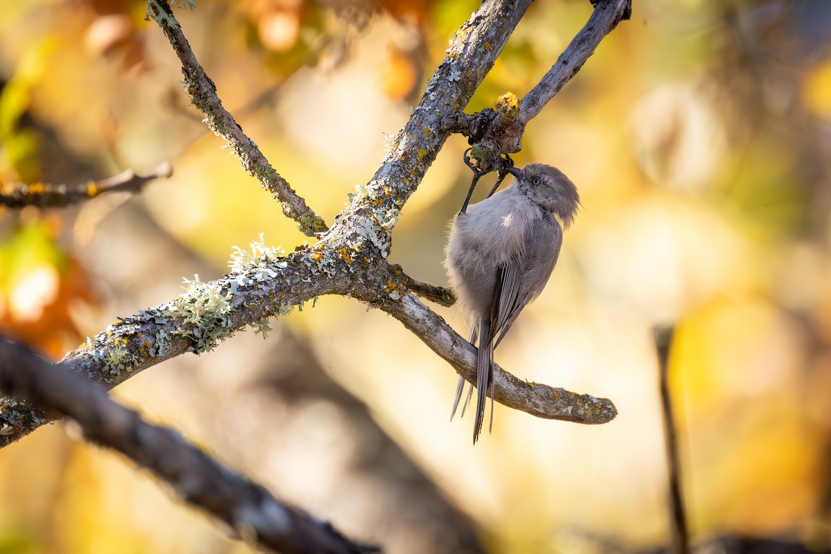 Bushtit - ML643967793