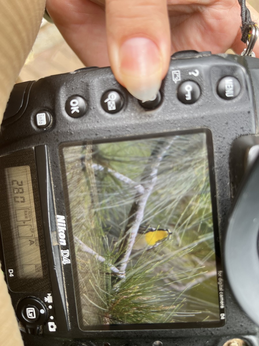 Yellow-throated Warbler - ML643967804