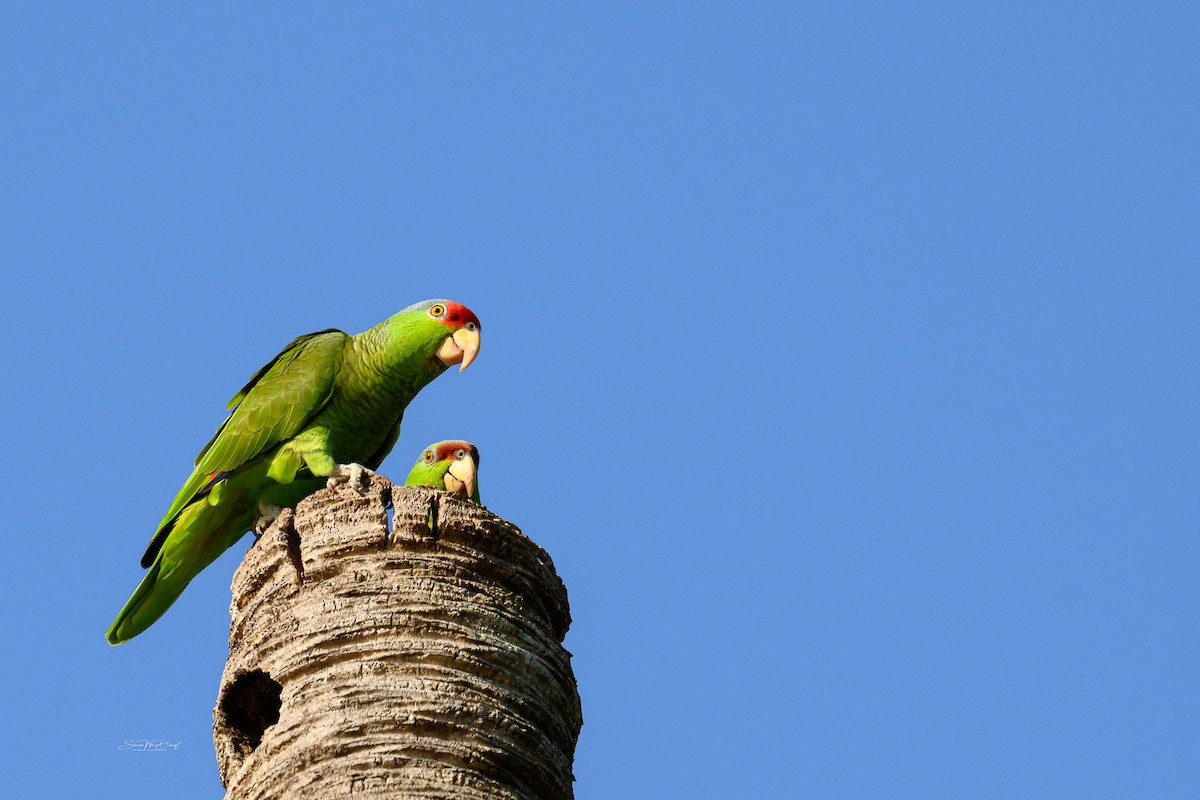 Red-crowned Amazon - ML643967818