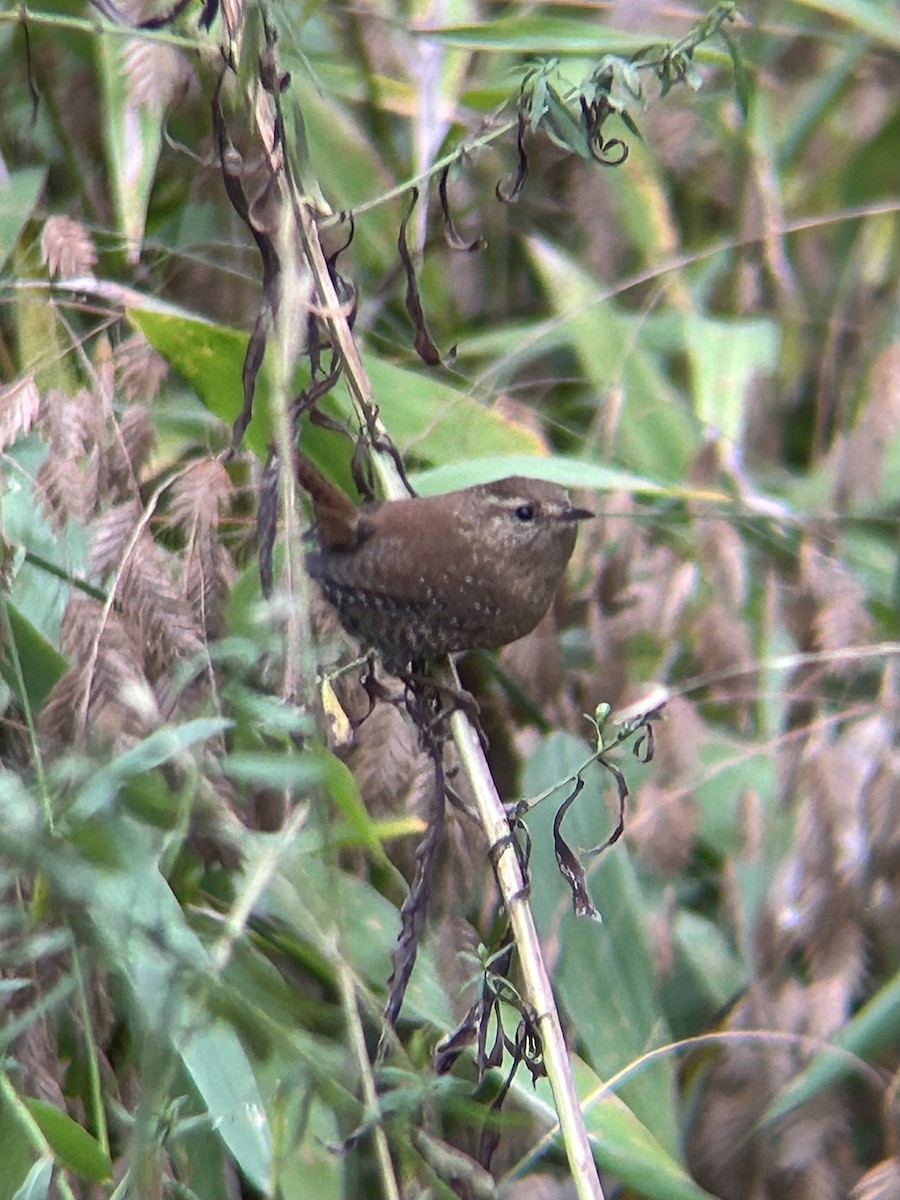 Winter Wren - ML643967830