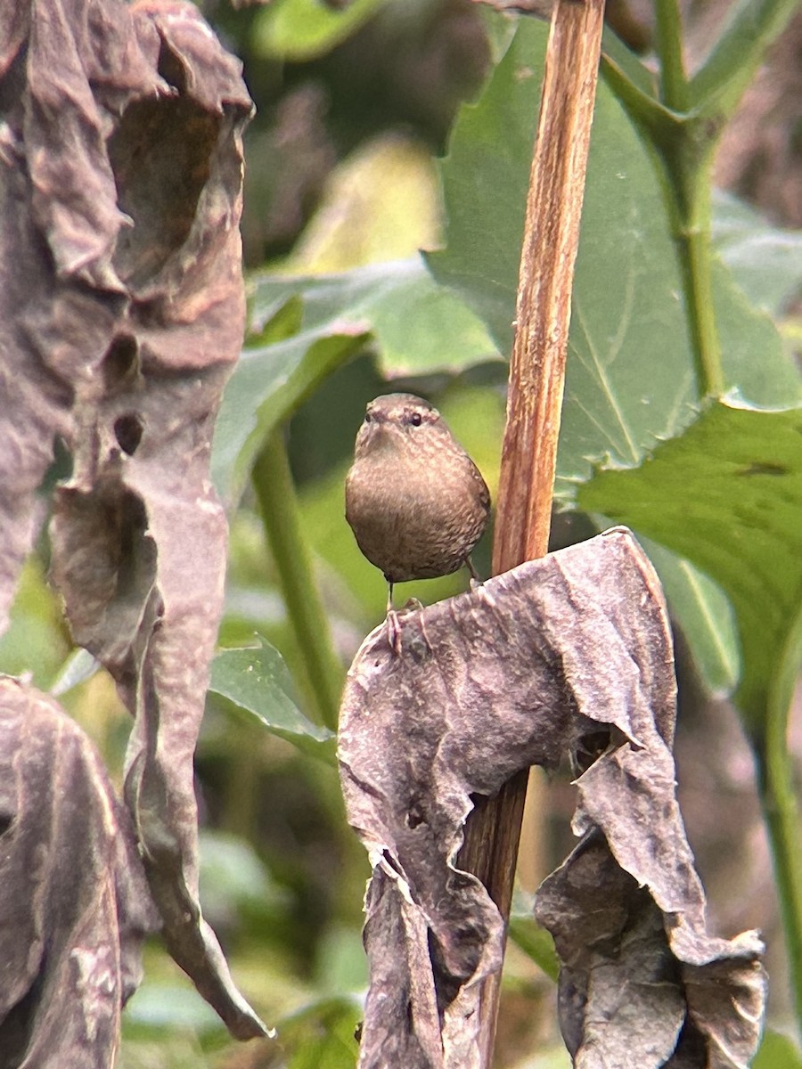 Winter Wren - ML643967831