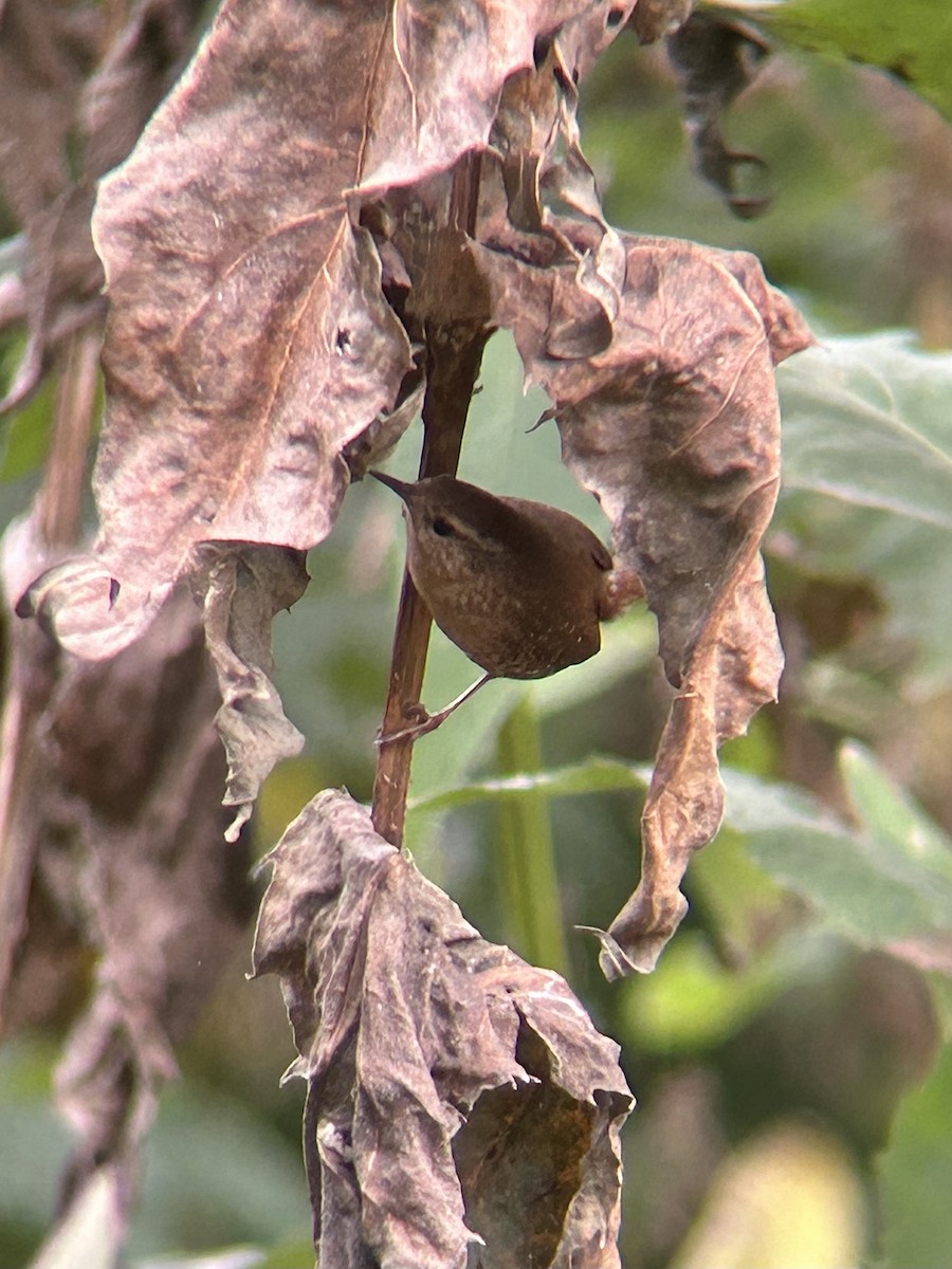 Winter Wren - ML643967832