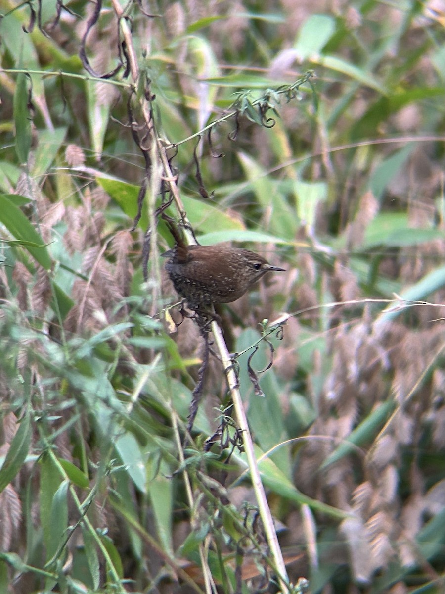 Winter Wren - ML643967833