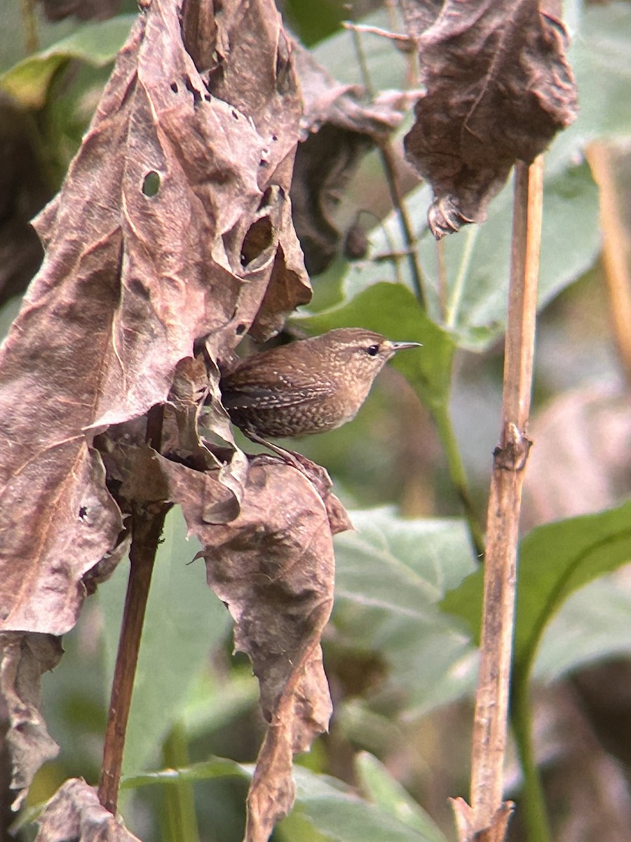 Winter Wren - ML643967834
