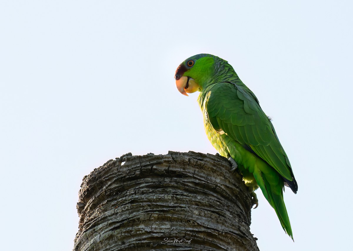 Lilac-crowned Amazon - ML643967838