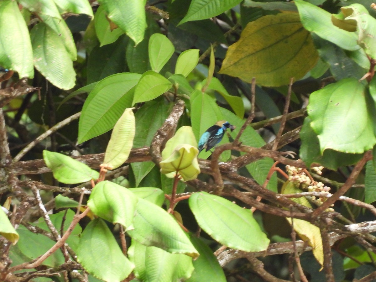 Golden-hooded Tanager - ML643967848