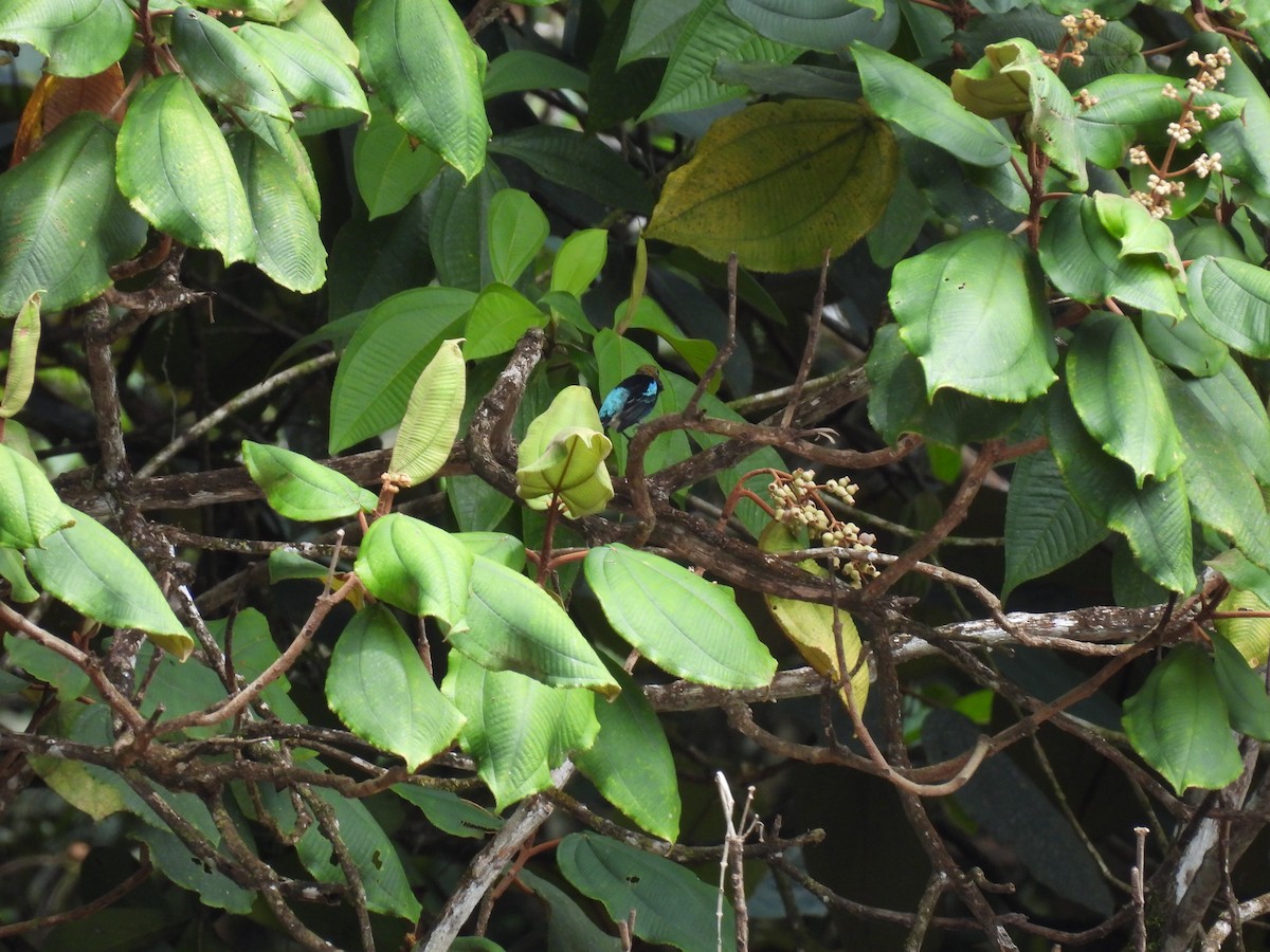Golden-hooded Tanager - ML643967849