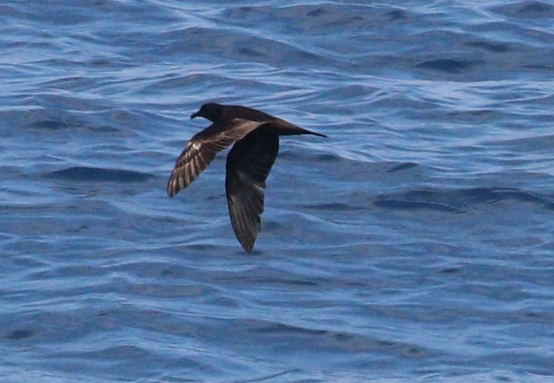 Bulwer's Petrel - ML643967870