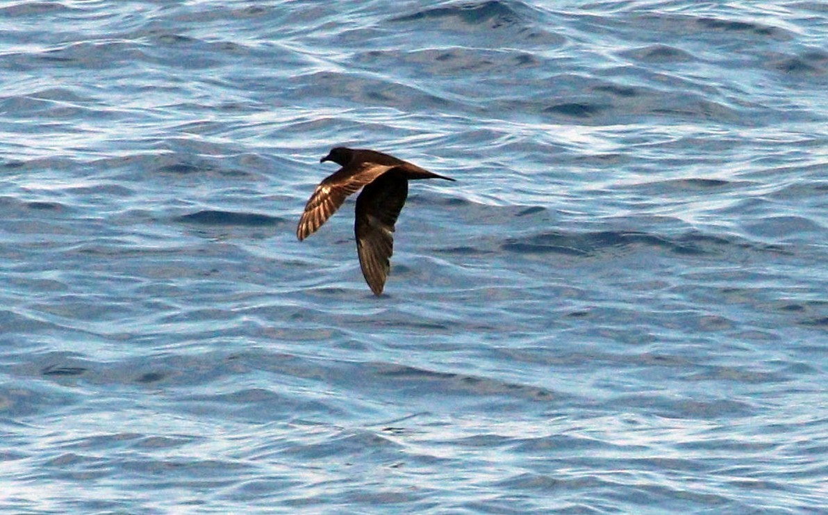 Bulwer's Petrel - ML643967872
