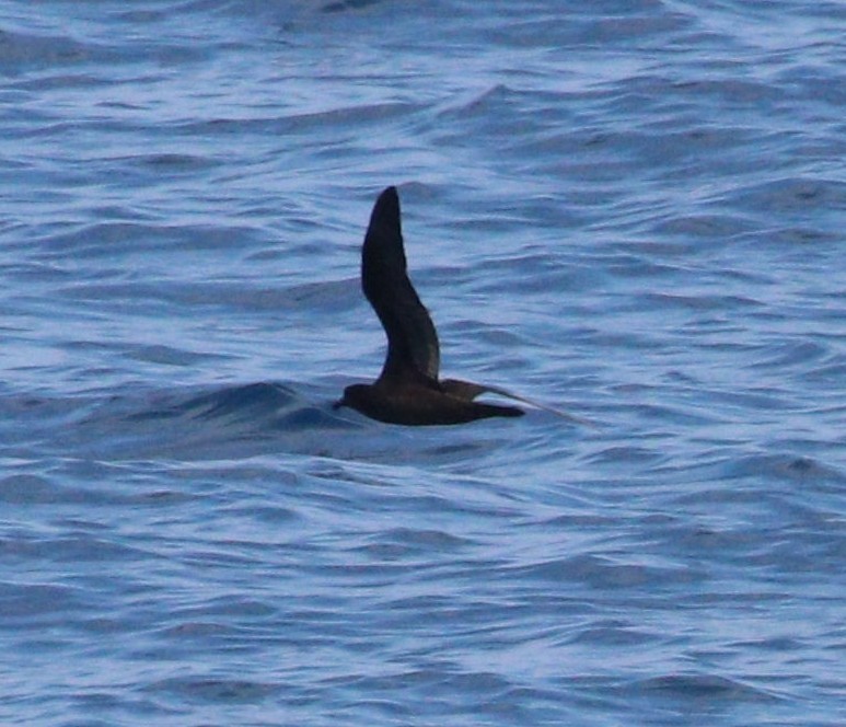 Bulwer's Petrel - ML643967873