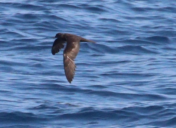 Bulwer's Petrel - ML643967874