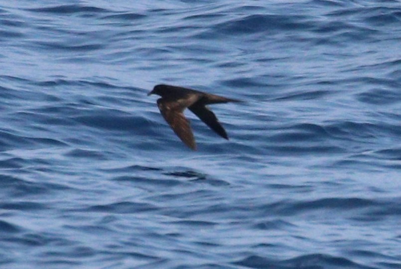 Bulwer's Petrel - ML643967875