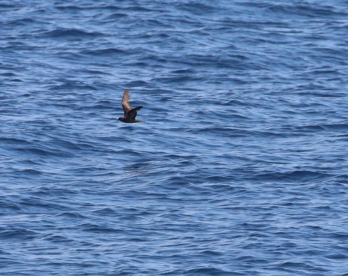 Bulwer's Petrel - ML643967876