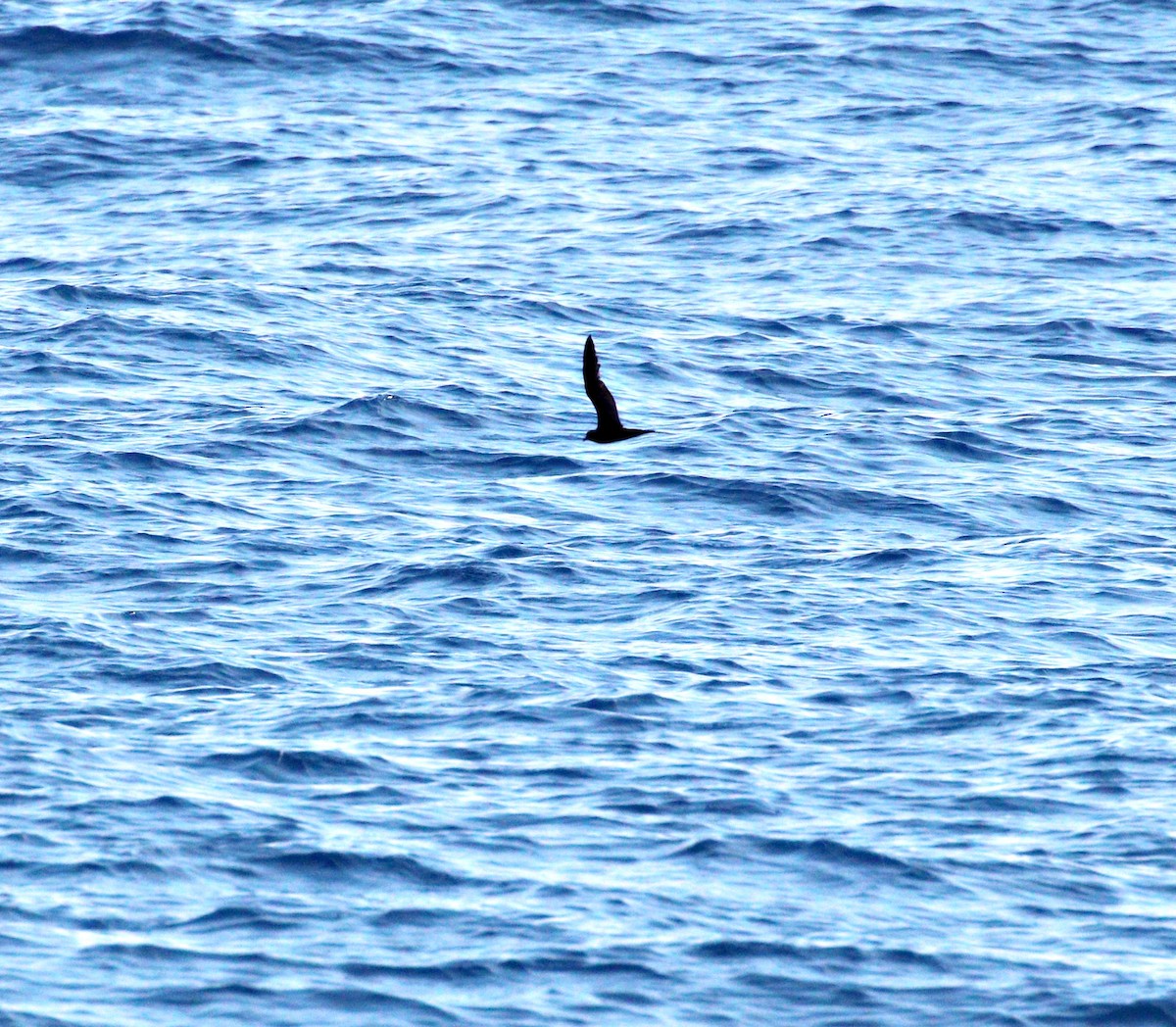 Bulwer's Petrel - ML643967877