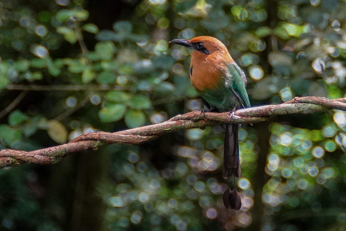 Broad-billed Motmot - ML643967880