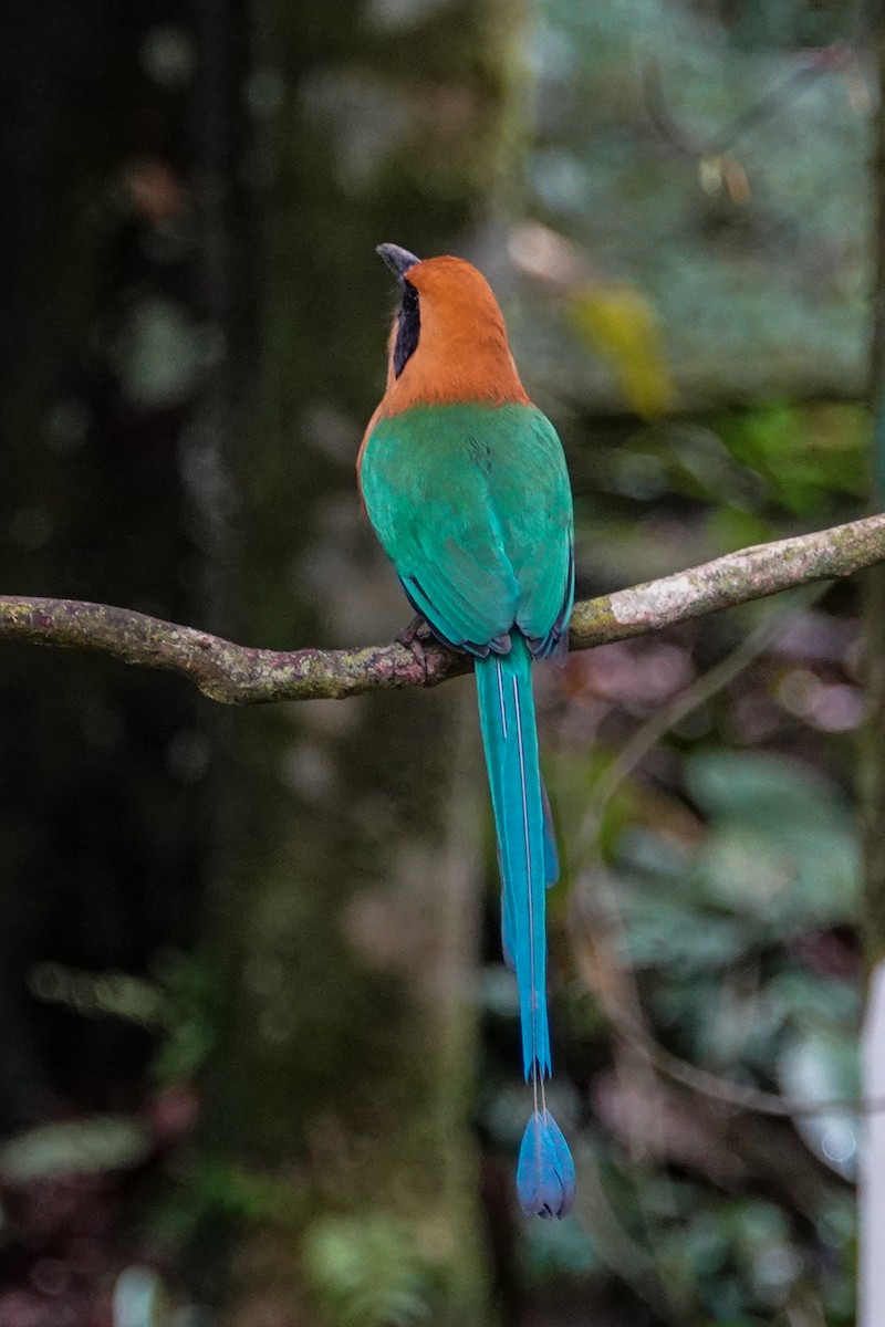 Broad-billed Motmot - ML643967881