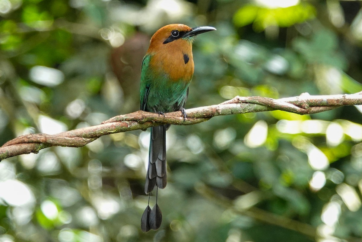 Broad-billed Motmot - ML643967883