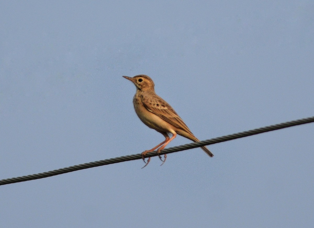 Щеврик іржастий - ML643967884