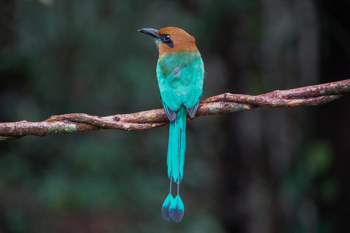 Broad-billed Motmot - ML643967886