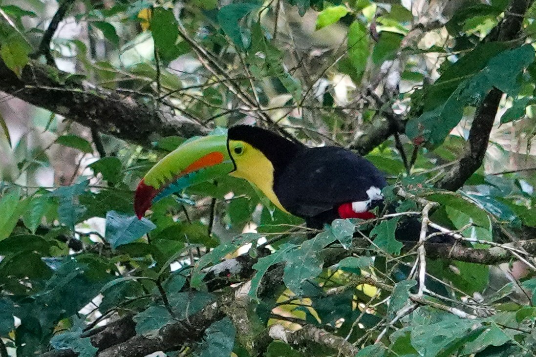 Keel-billed Toucan - ML643967897