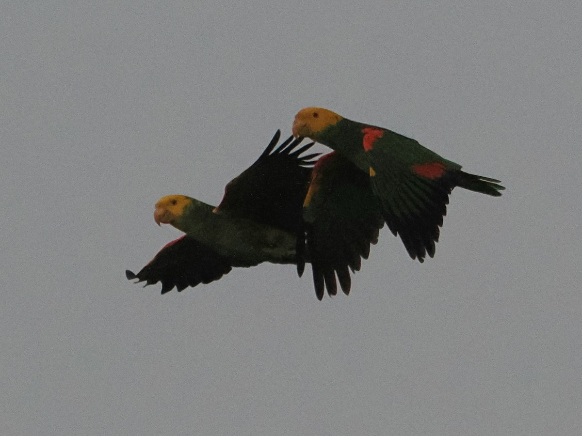 キガシラボウシインコ - ML643967900