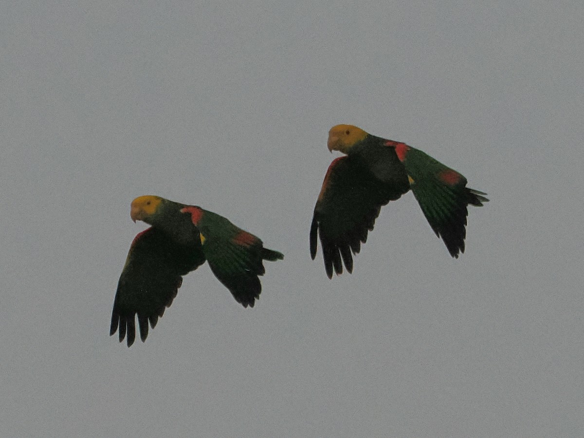 キガシラボウシインコ - ML643967901