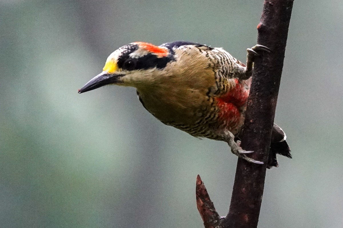 Pic de Pucheran - ML643967906