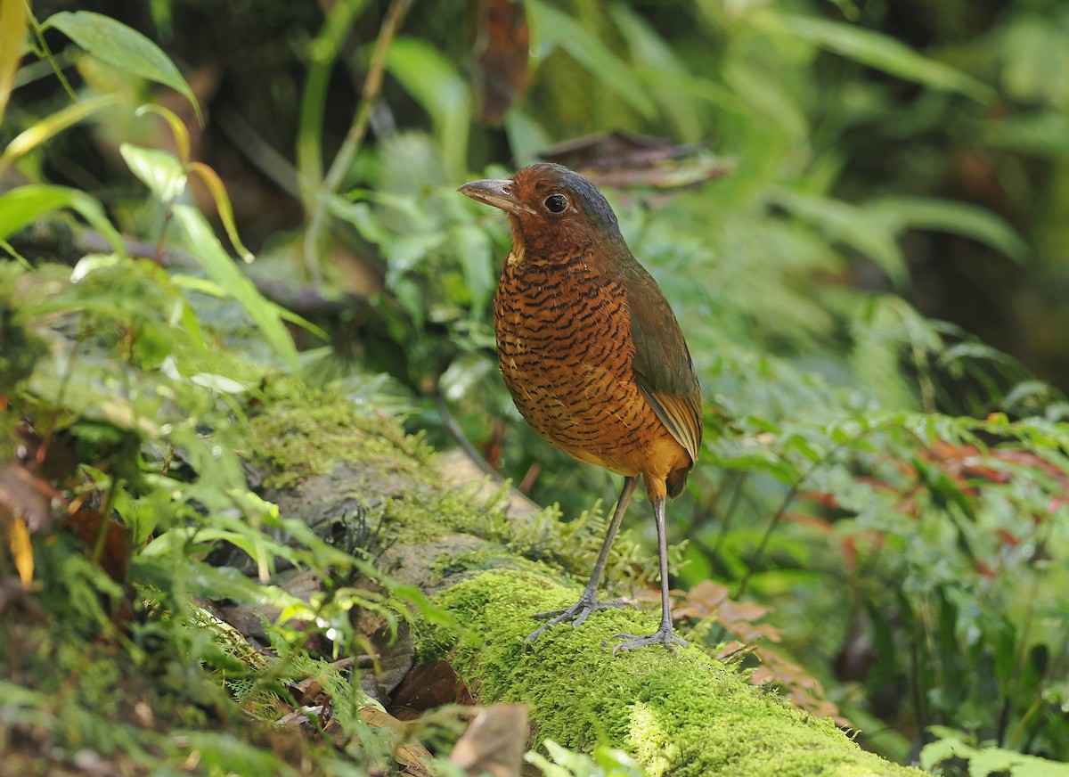 Giant Antpitta - ML643967916