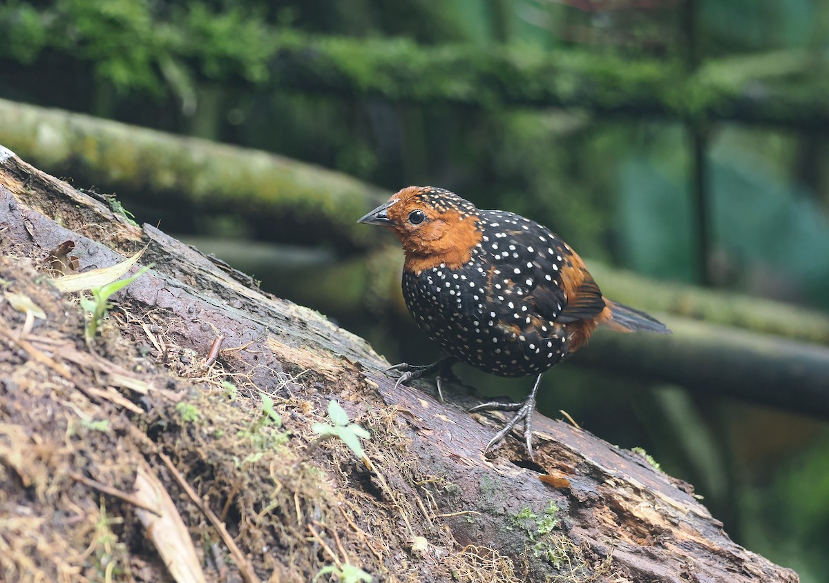 Ocellated Tapaculo - ML643967922