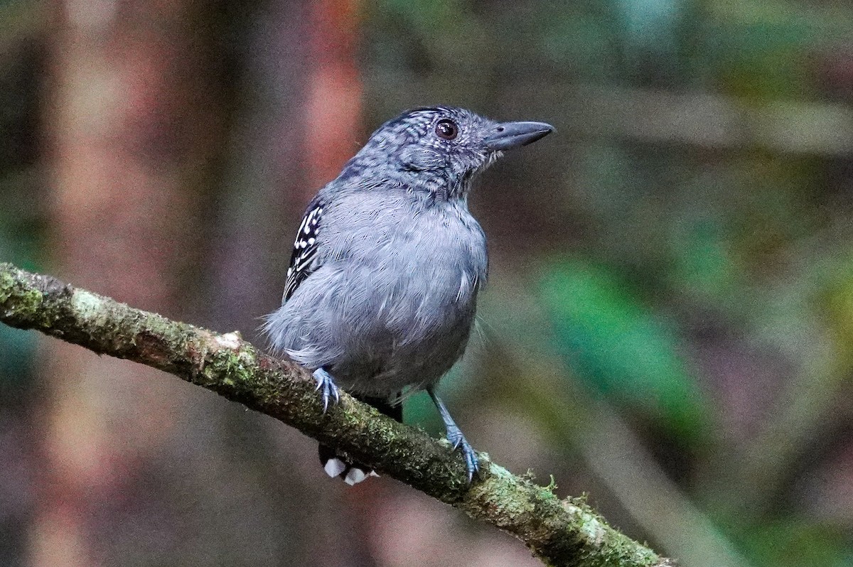 Black-crowned Antshrike - ML643967923