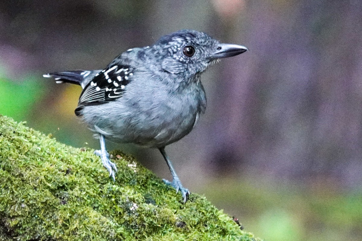 Black-crowned Antshrike - ML643967924